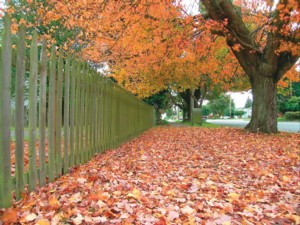 Leaf Compost